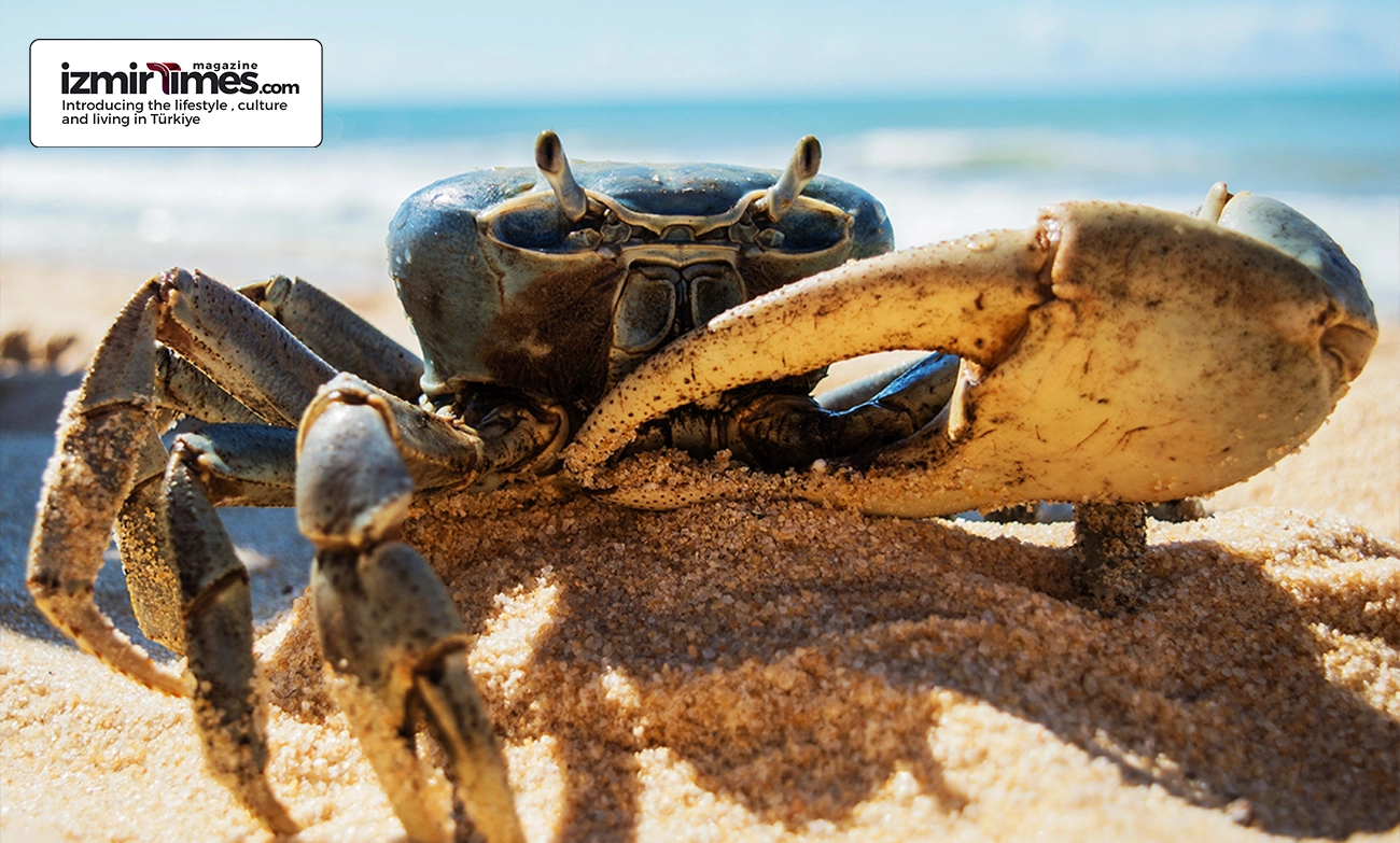 picture of the crab near the sea